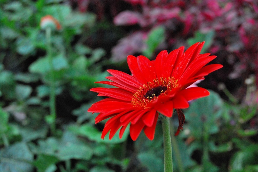 花 摄影 A档