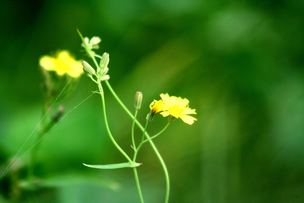 牵挂 摄影 玉虎