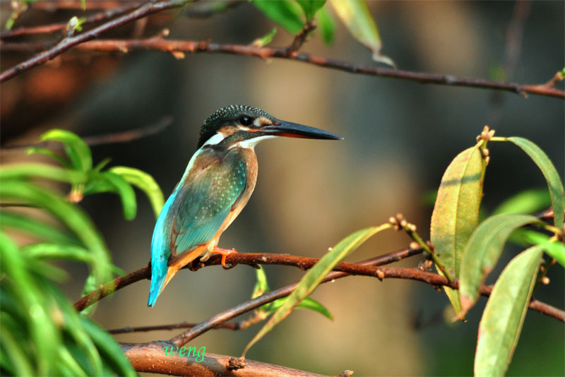 翠鳥 摄影 kweng