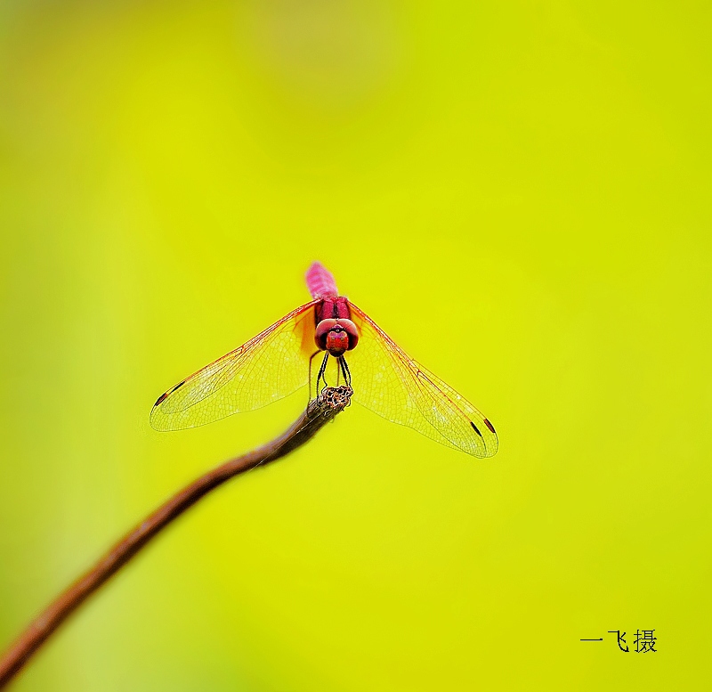 蜻蜓 摄影 雏一飞