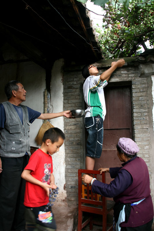 葡萄熟了 摄影 霞衣