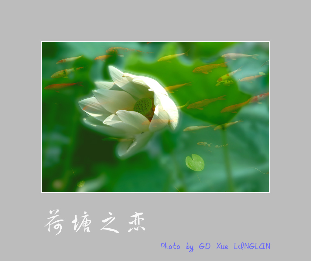 荷塘之恋 2009 089 摄影 gd雪凌蓝