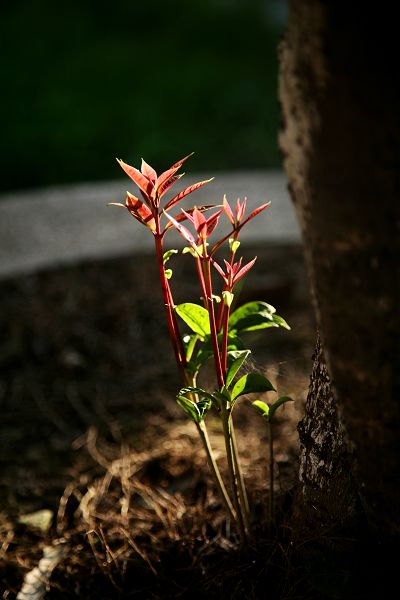 新芽 摄影 zhulingfu