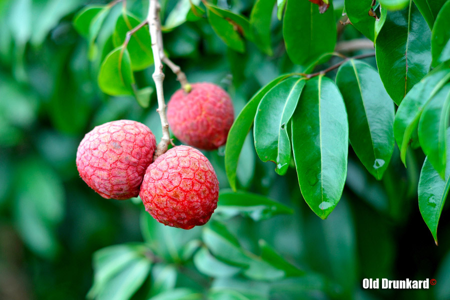 Litchi 摄影 老醉