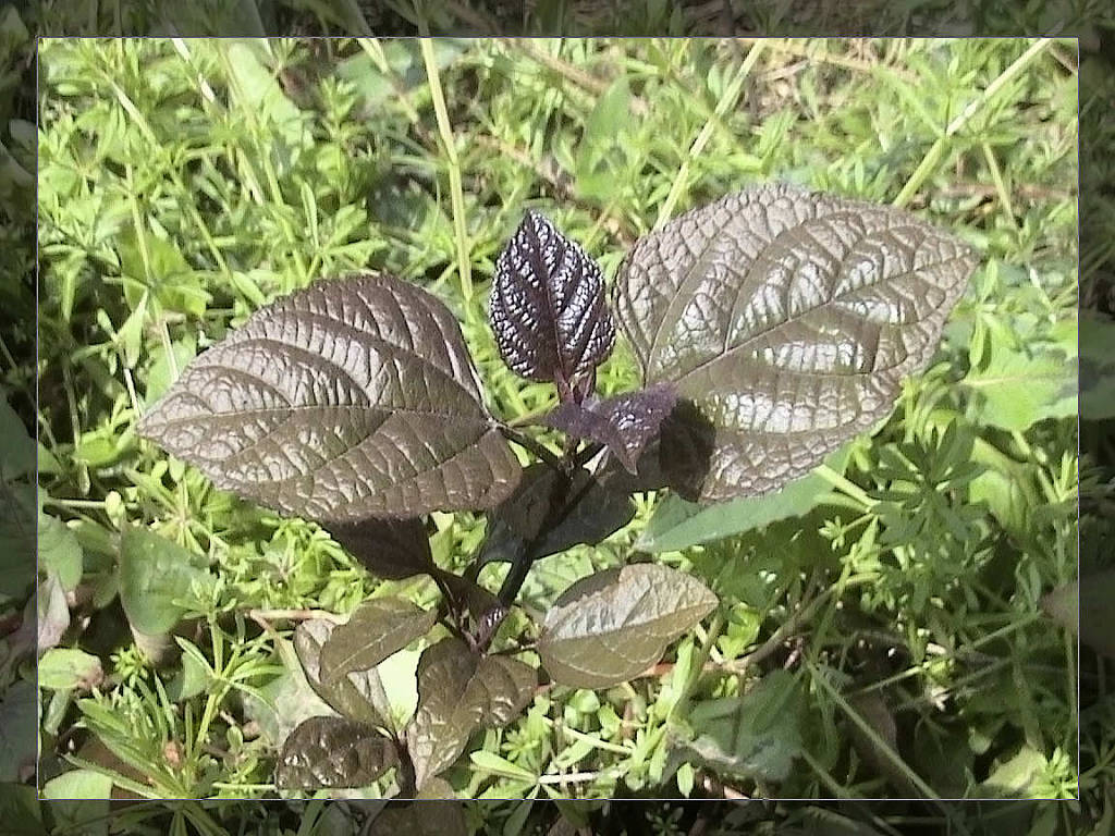 路边的野草 摄影 快乐就是健康