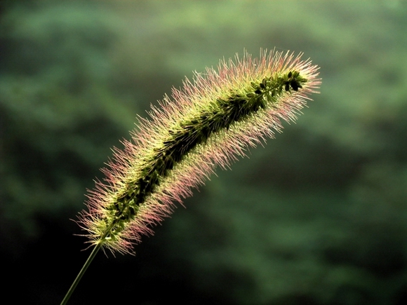 小草 摄影 闲来寻花