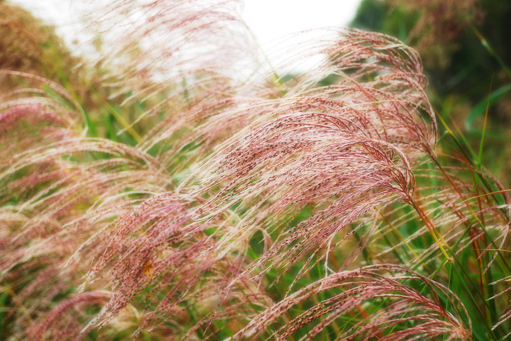 芦荻秋色 摄影 海边人家