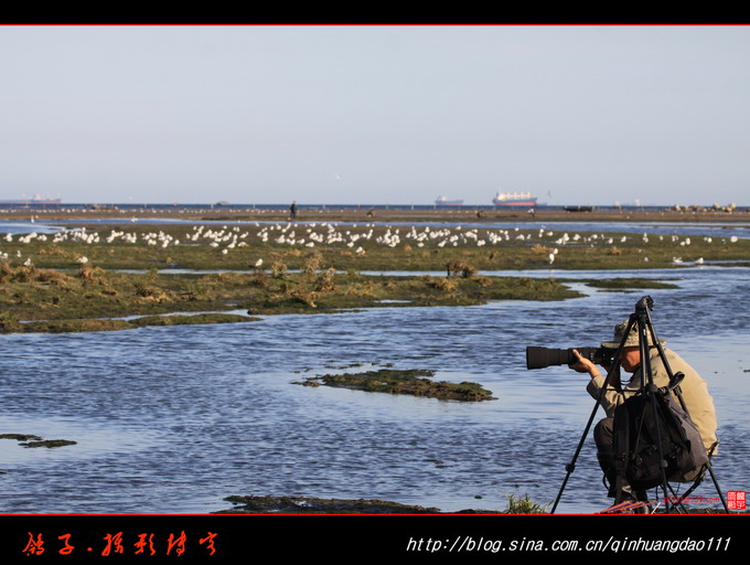 北戴河湿地——鸟的乐园 摄影 军方