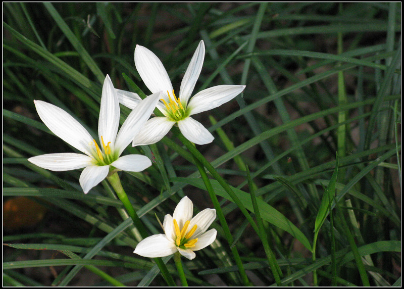 向阳花 摄影 公正