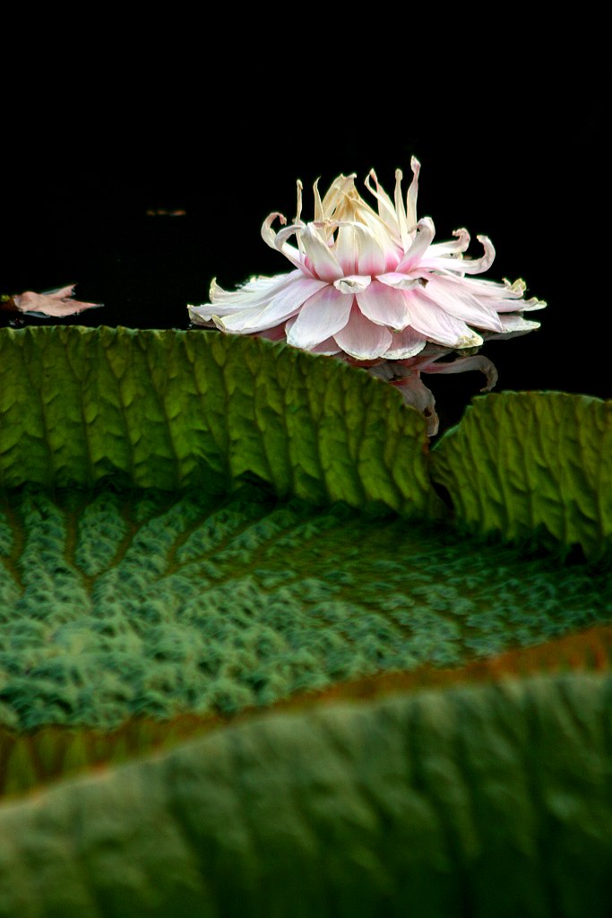 王莲花 摄影 猎人风采