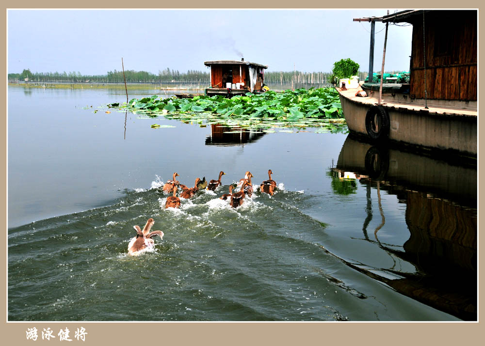 微山湖风光——游泳健将 摄影 湖水清清