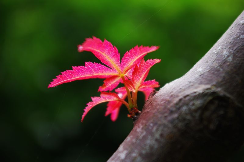 枫叶 摄影 蓝陌