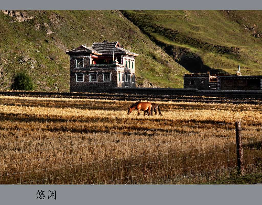 悠闲 摄影 大草坝