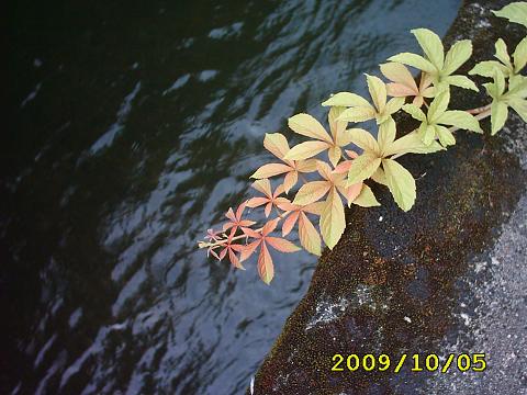 红花倒七莲 摄影 梅花林