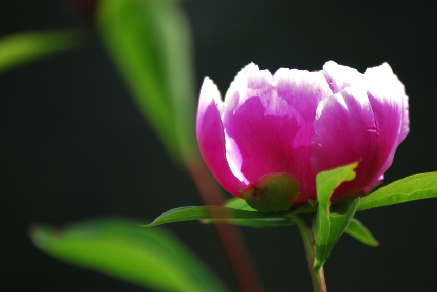 芍药花儿 摄影 伦敦桥