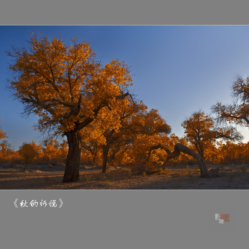 《秋的诉说》2 摄影 龙民
