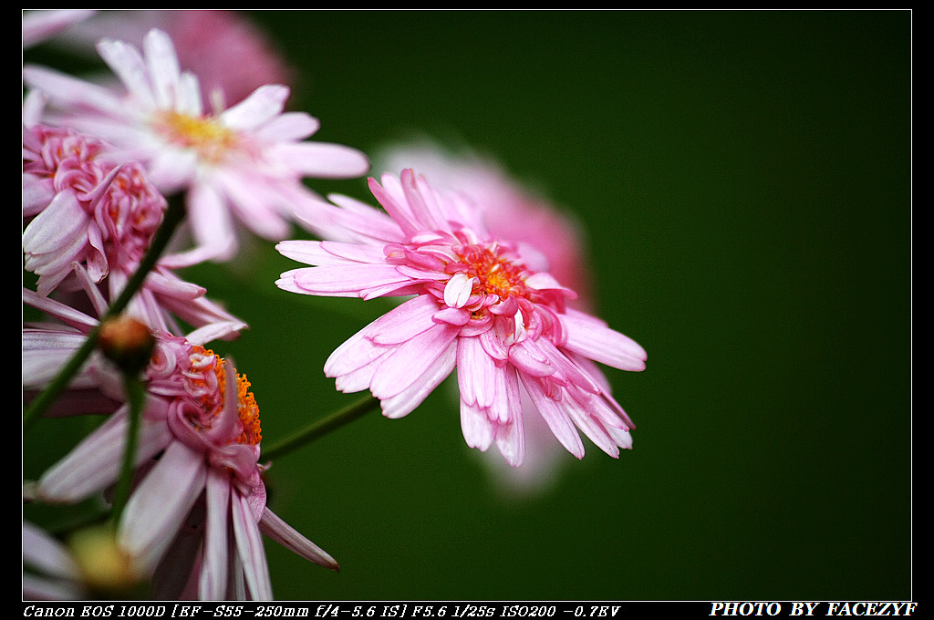 雏菊 摄影 facezyf