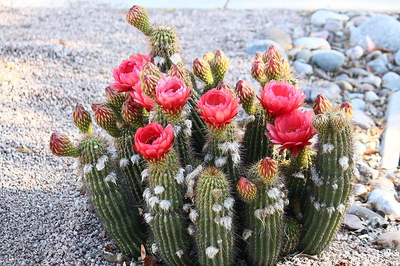 沙漠植物写真-仙人柱花 摄影 鹿鱼