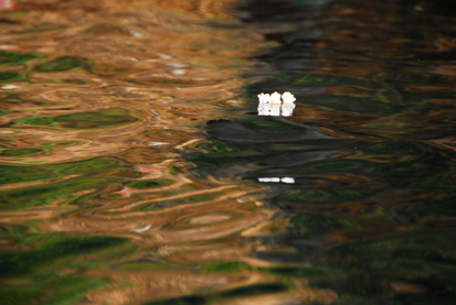 水性杨花 摄影 geling