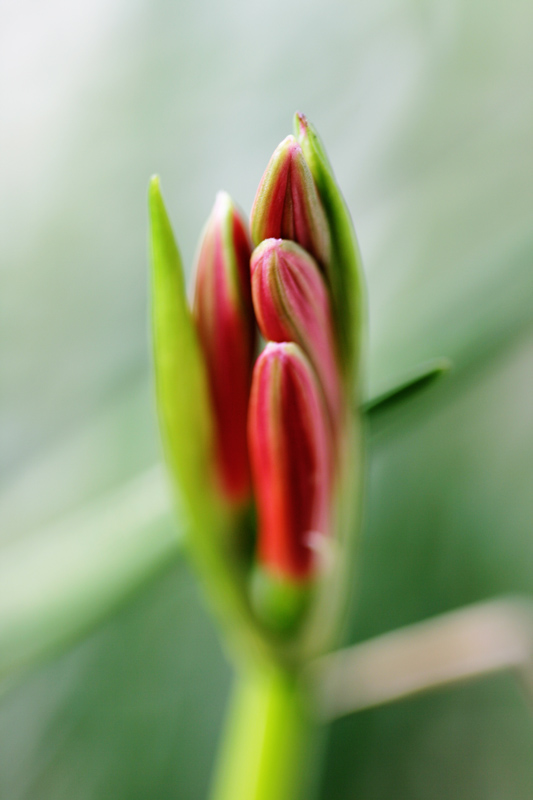 玻璃花蕊 摄影 浪公