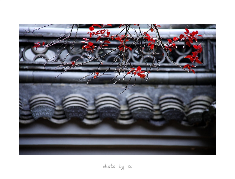 昨夜秋雨 摄影 小翠