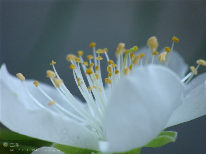 白桃花 摄影 三洋