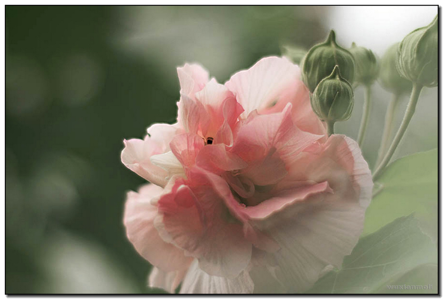 柔美芙蓉 摄影 无香茉莉