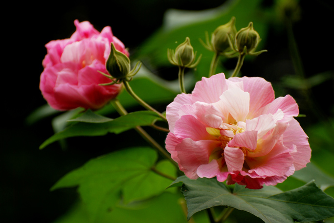 芙蓉花 摄影 山中无虎