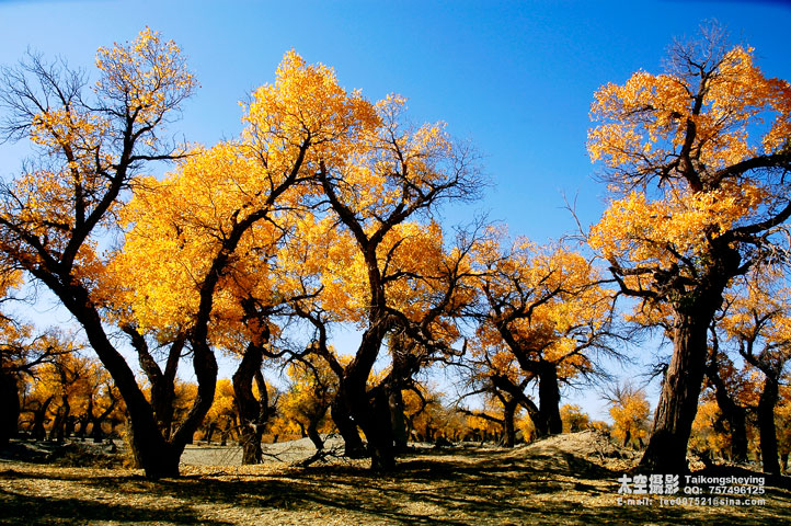 《金秋胡杨》 摄影 太空