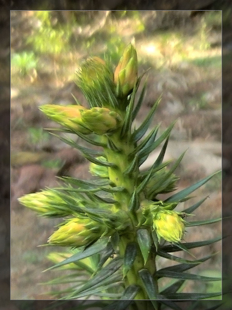 不知名(山中植物)(4) 摄影 快乐就是健康