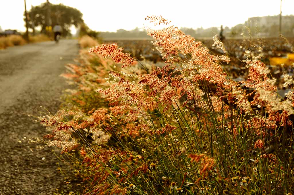 秋芒鄉道 摄影 高思