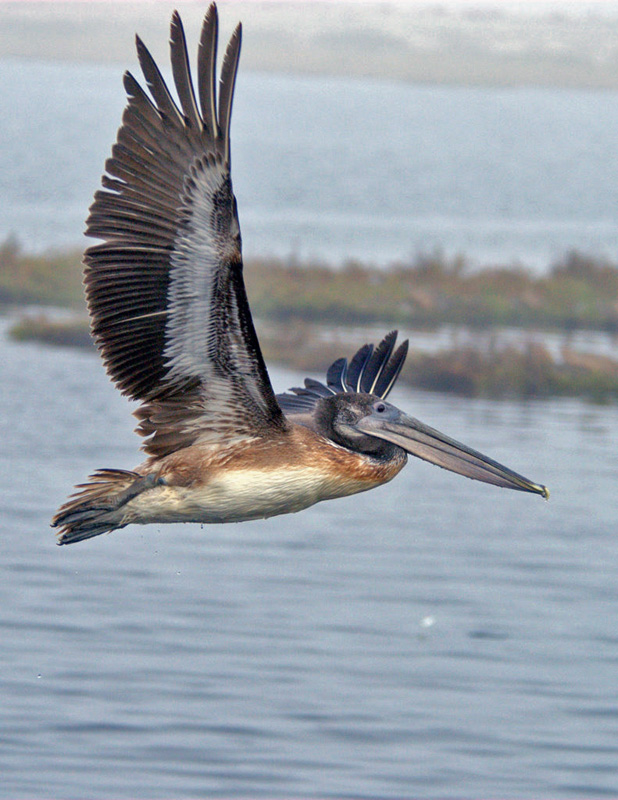 鹈鹕（BrownPelican）-01 摄影 fengsheng