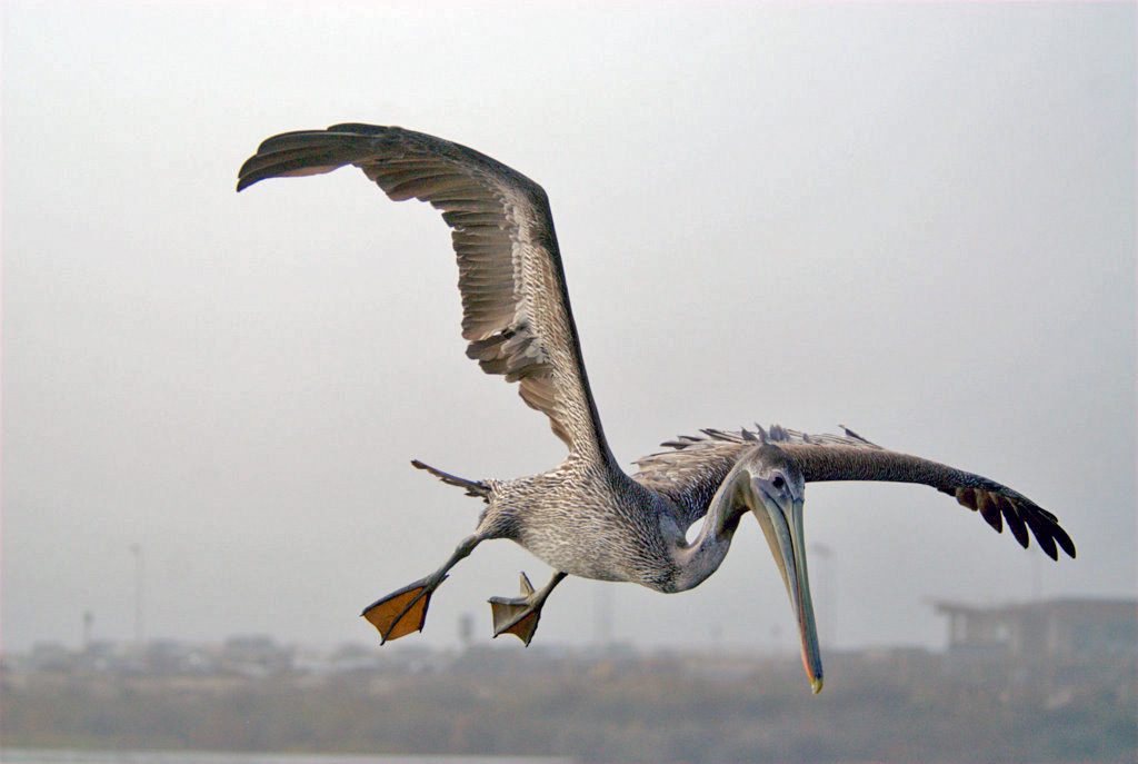 鹈鹕（BrownPelican）-02 摄影 fengsheng