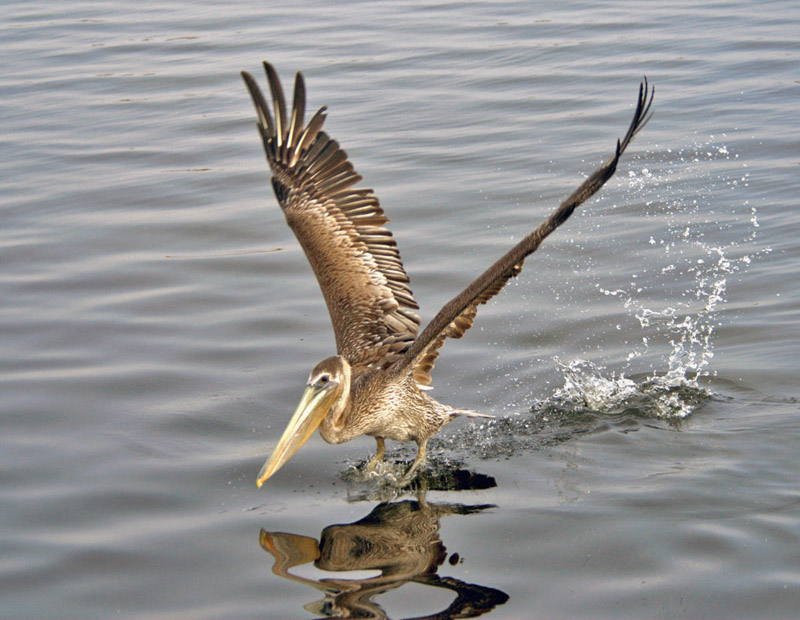 鹈鹕（BrownPelican）-05 摄影 fengsheng