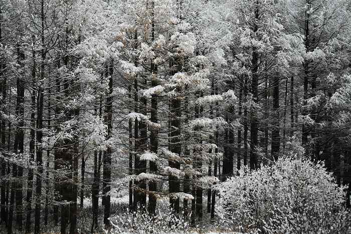 09坝上第一场雪 摄影 郭二子