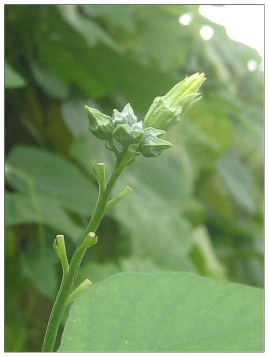 丝瓜花（六） 摄影 雨林木风