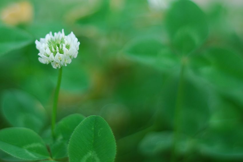 幸运之花 摄影 摁彩