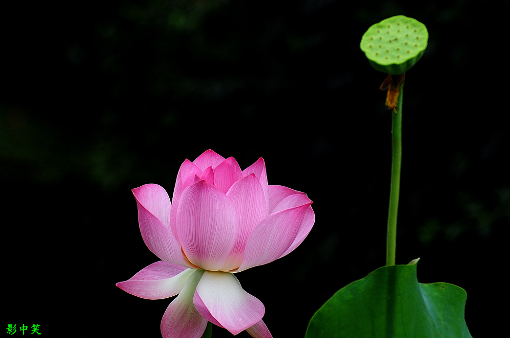 菏花 摄影 影中笑