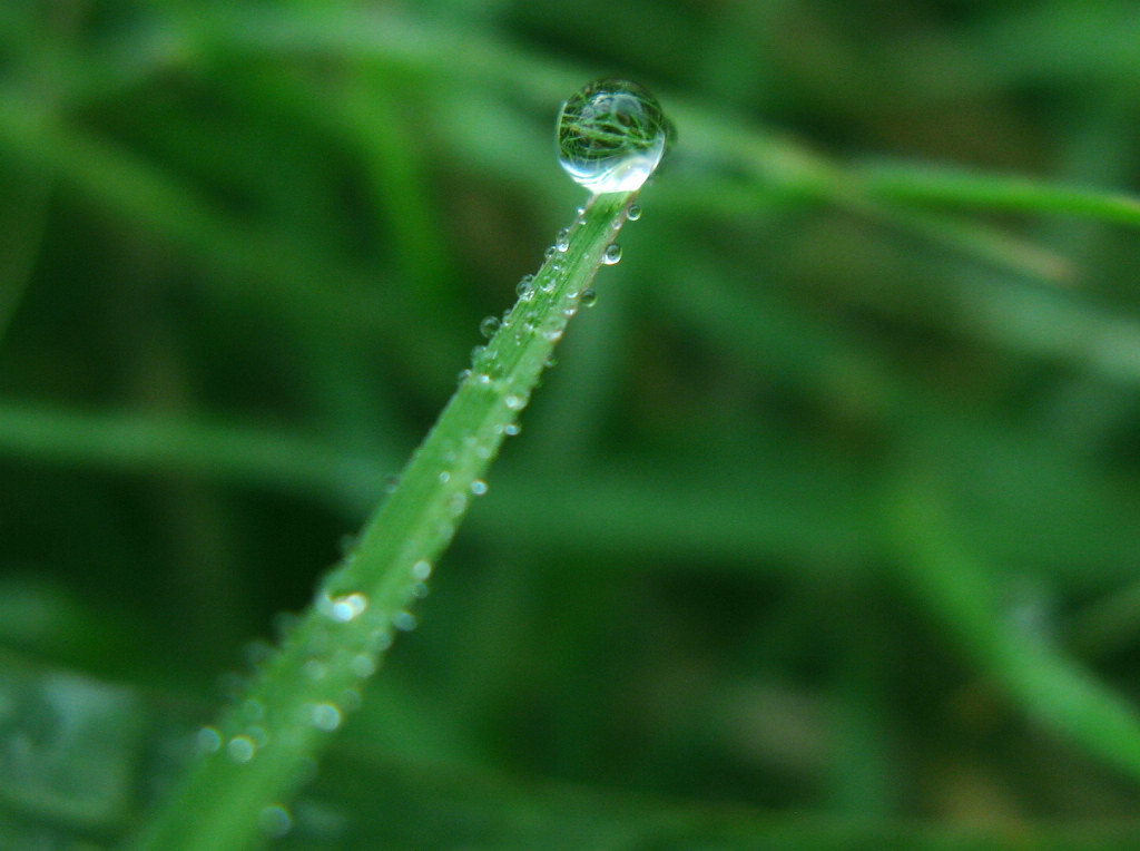 《雨露》 摄影 Chen520