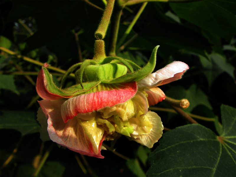 芙蓉花 摄影 西瓜大哥