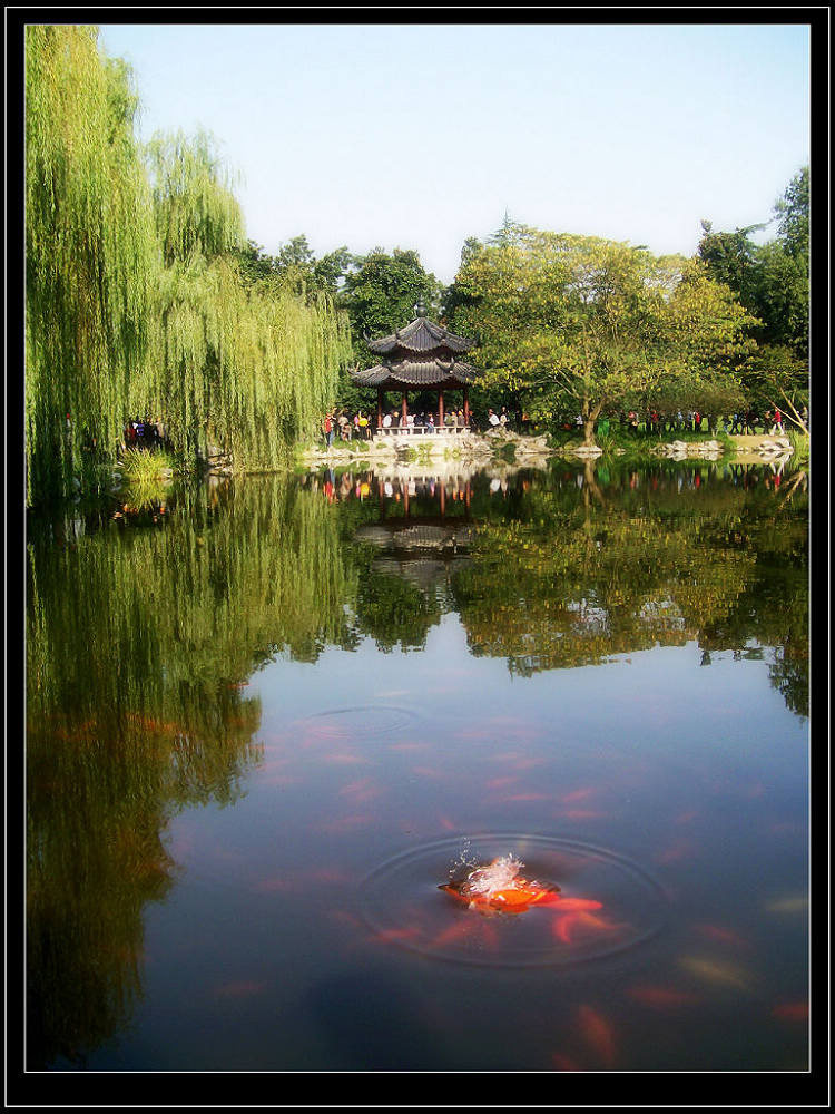 《天堂里的鱼》花港观鱼--西湖十景之一 摄影 海婴