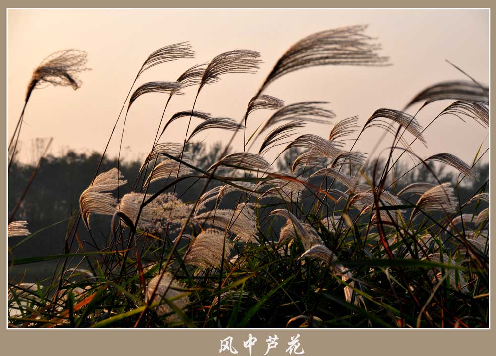 风中芦花 摄影 湖水清清