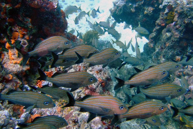 Dive near Cancun, Mexico 摄影 kman