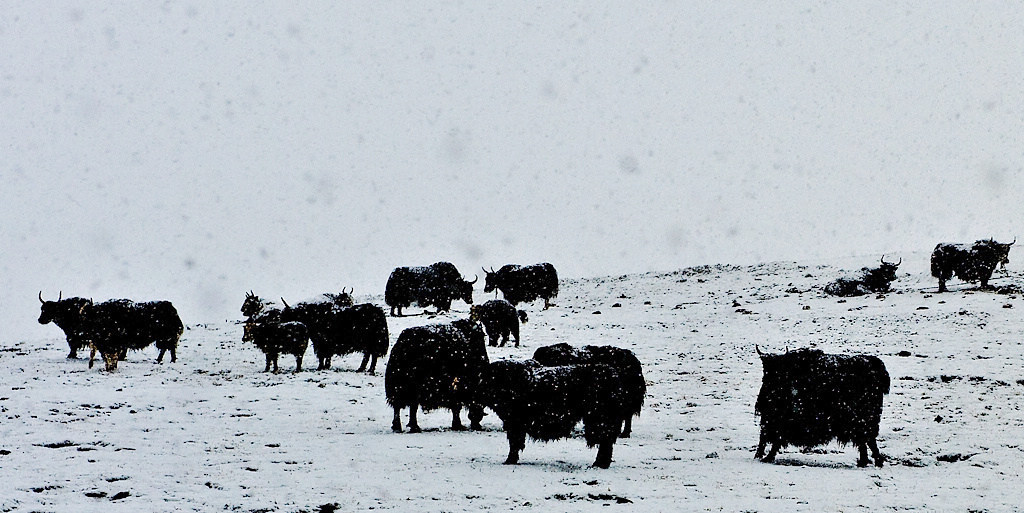 雪域之舟 摄影 山中半闲人