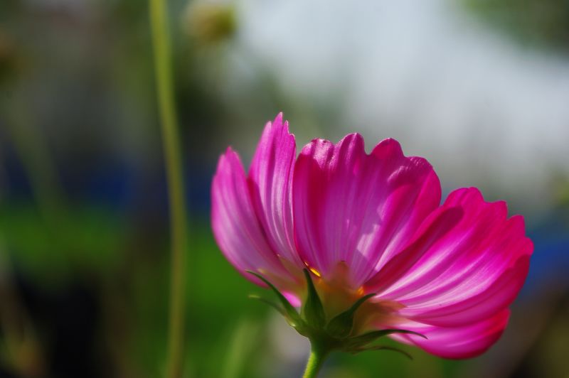 小花 摄影 蓝陌