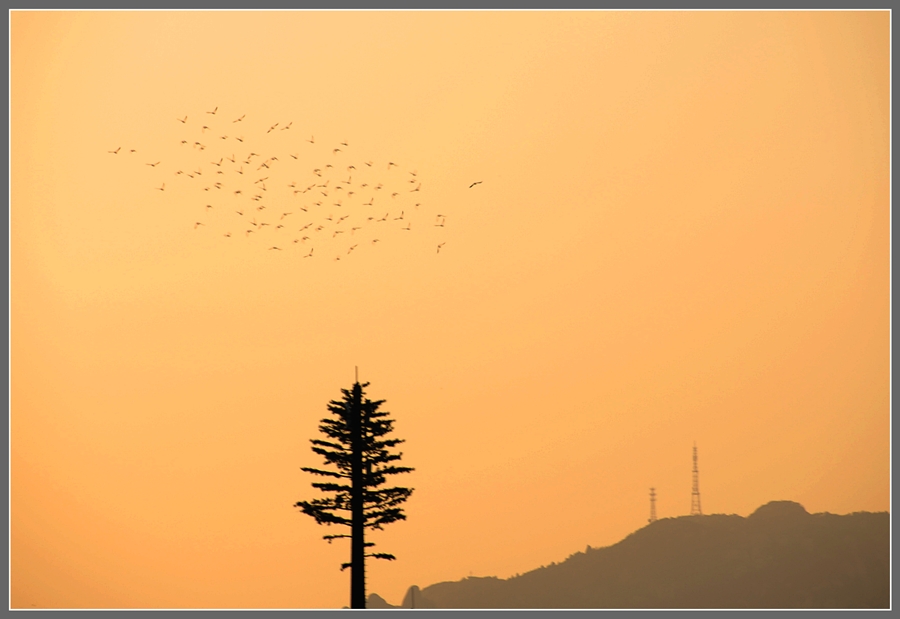 深秋  夕照  远山  海鸥  小树   简约之美 摄影 工行远见