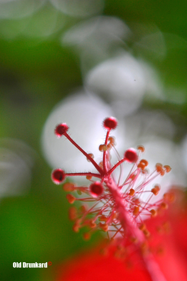 花心 摄影 老醉