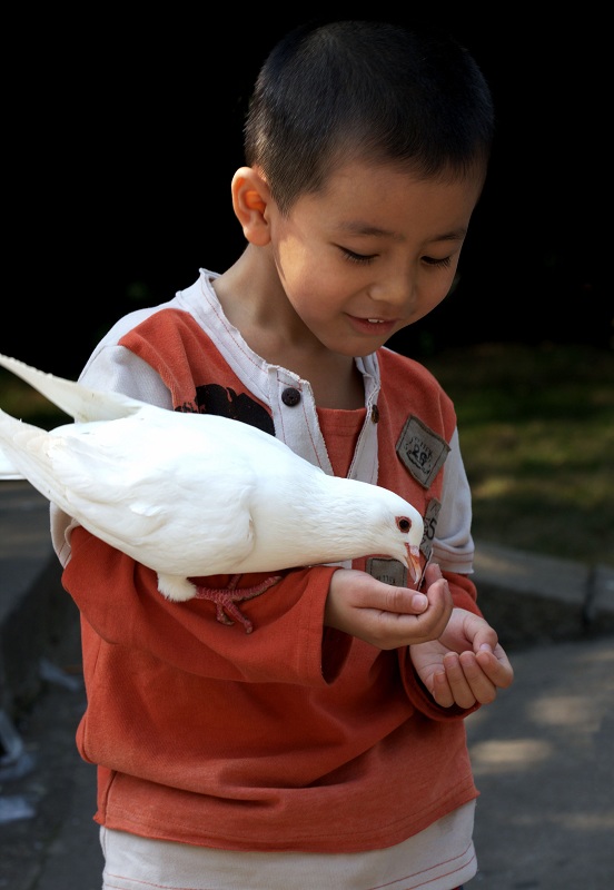 喂鸽子 摄影 青叶子