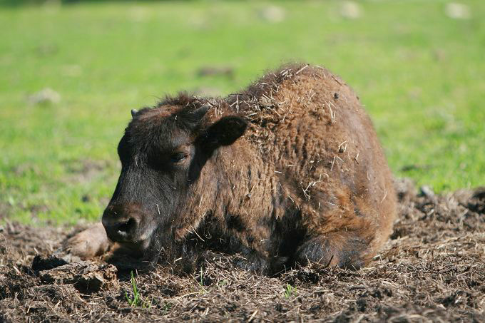 Baby buffalo 摄影 水de海洋之心