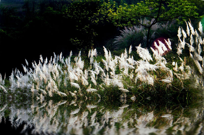 水边的芦苇 摄影 卢川